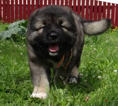 Caucasian shepherd puppies from Russia
