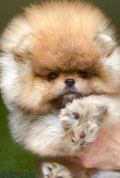 Pomeranian puppy female from Russia