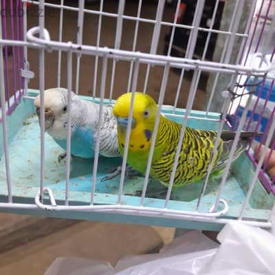 محتاج بادجي استرالي