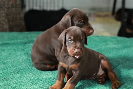 Doberman puppy boy from Russia