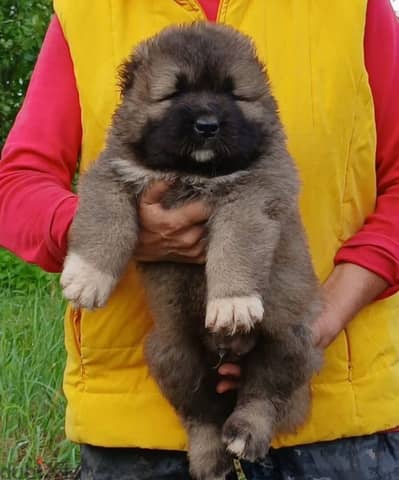 Caucasian shepherd puppies boys from Russia