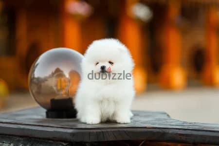 Pomeranian puppy female from Russia