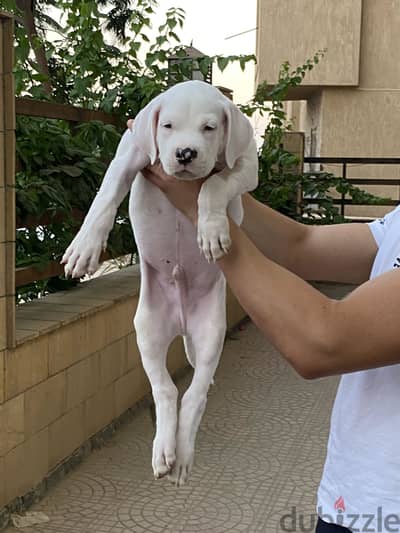 American bully xl