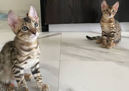قطط بنغال ذكور بيور شهرين و نص | Purebred Bengal Males  2 Months