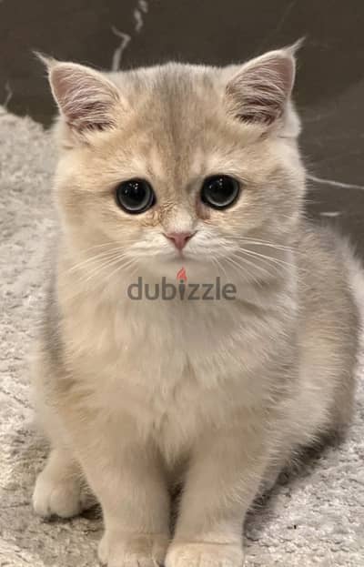لعوبه وشقيه ما شاء الله