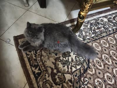 قطط للتبني