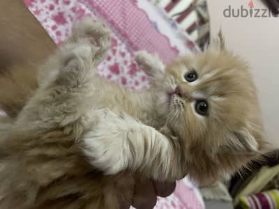 Cat for sell