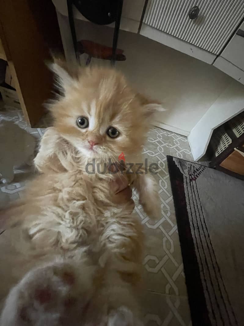 Cat for sell 1