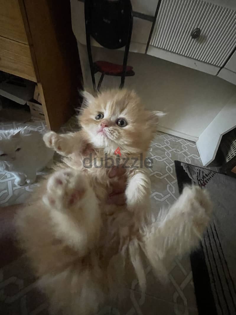 Cat for sell 2