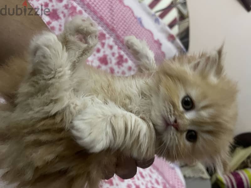 Cat for sell 3