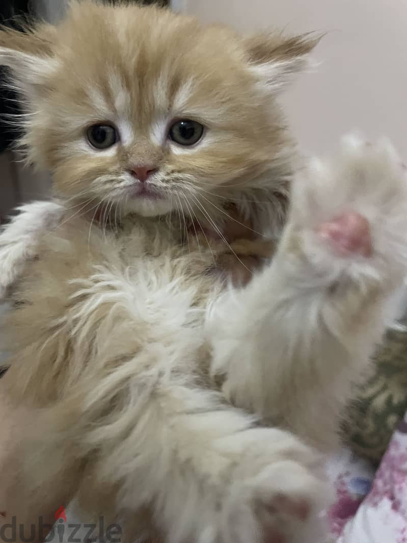 Cat for sell 4