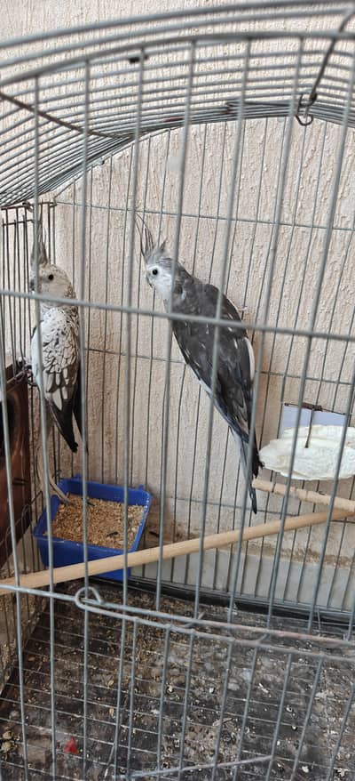 كوكتيل فرنساوي وايت فيس