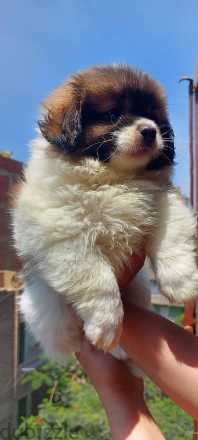 puppies