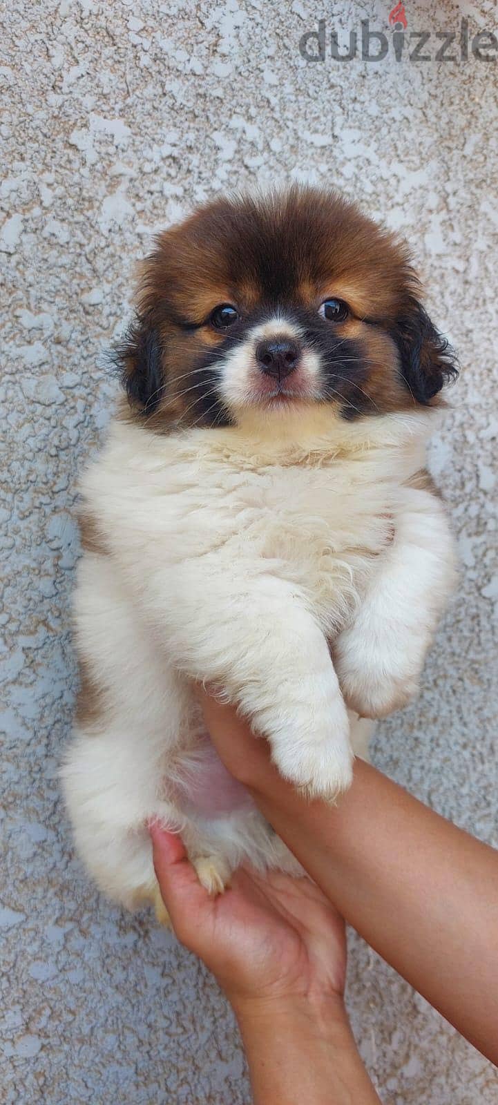 puppies 1