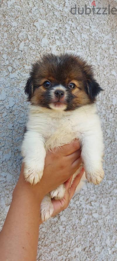 puppies