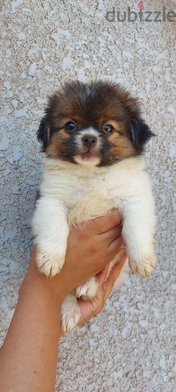 puppies 2