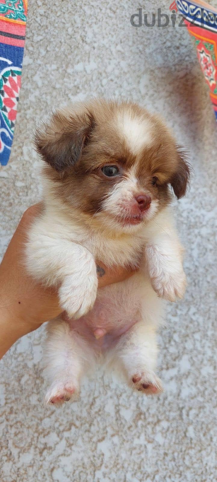 puppies 3