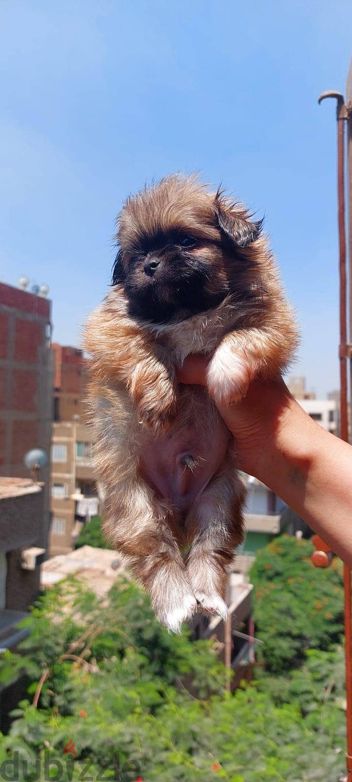 puppies 4