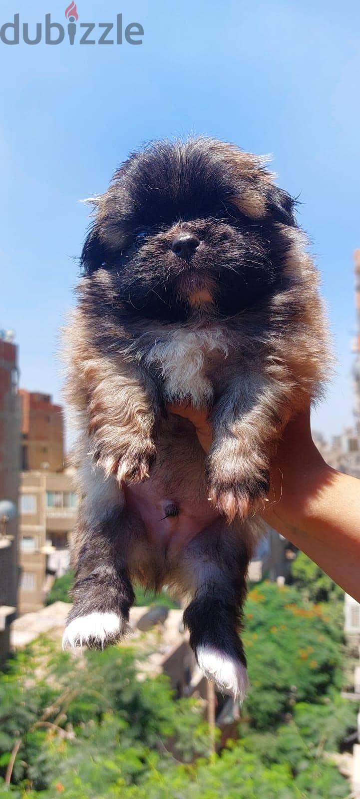 puppies 5