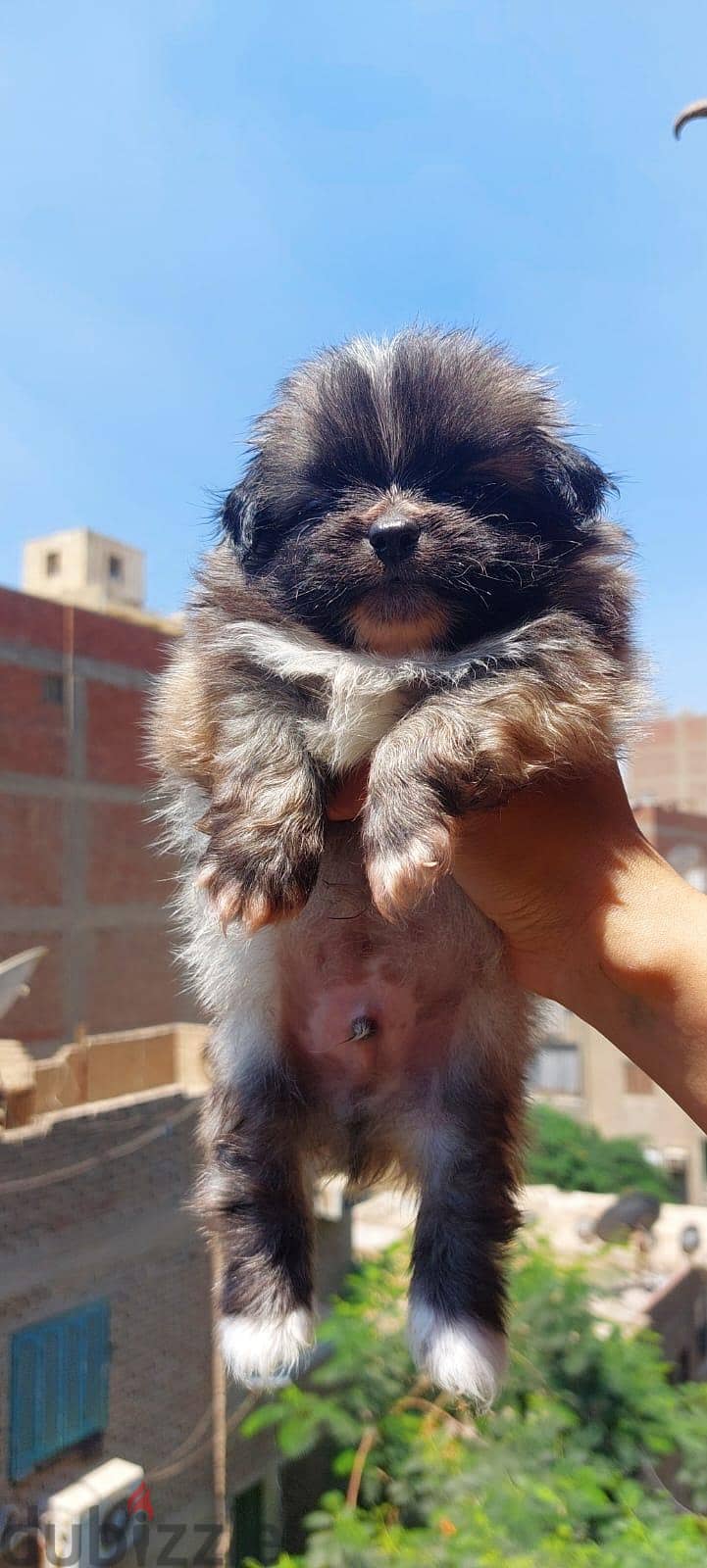 puppies 6