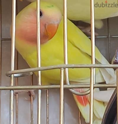 روز  شبابات اصفر