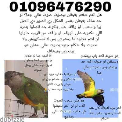 بغبغان ضايع