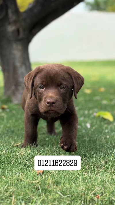 Chocolate Labrador puppies لابلادور