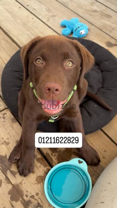 Top quality Chocolate Labrador puppies لابرادور