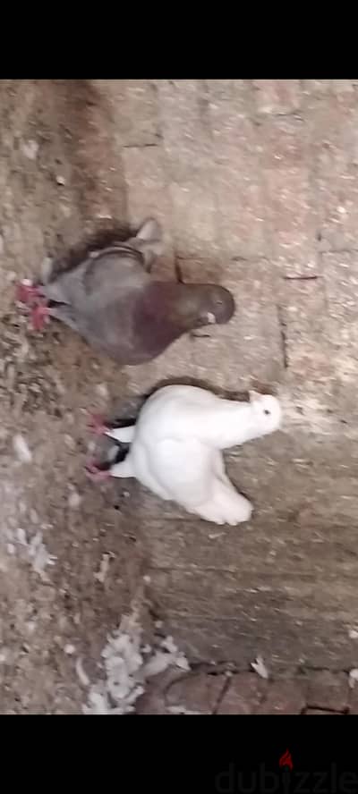 حمام تقايل