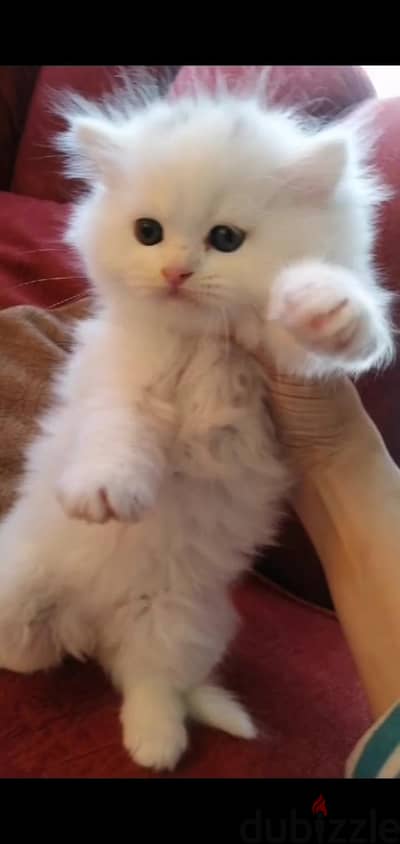 كيوتايه 45يوم