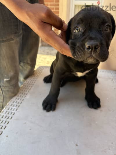 Cane corso