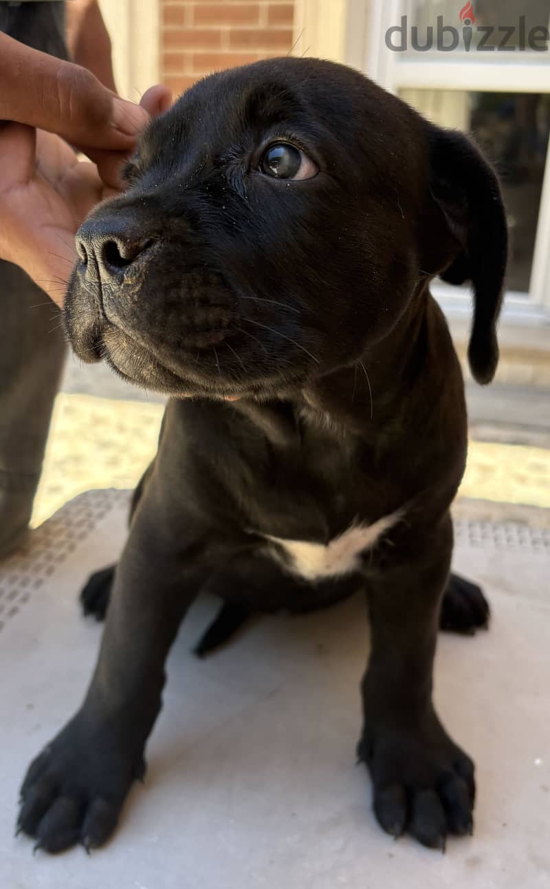 Cane corso 1