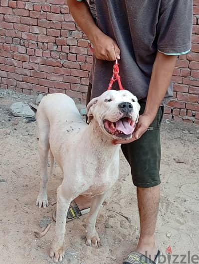 اتقل نتايا دوجو ارجنتينو للبيع Dogo argentino