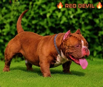 اقوي دكر بولي للجواز  American bully