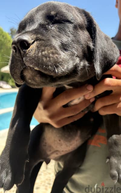 Cane corso