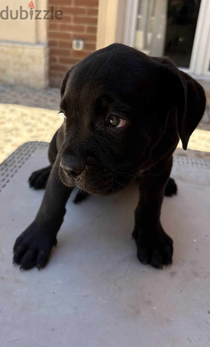 Cane corso 1