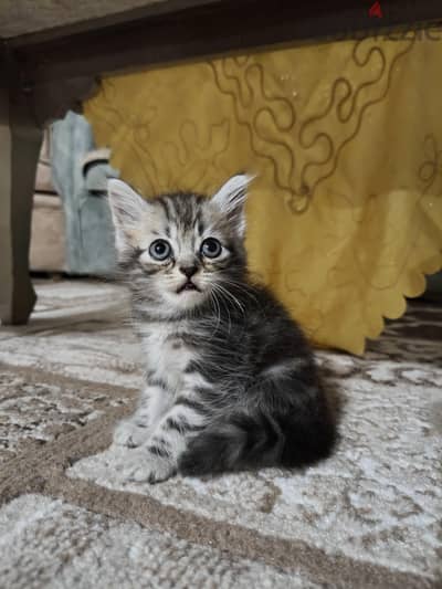 3 ولاد شيرازي بيور