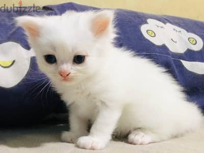 قطه للبيع