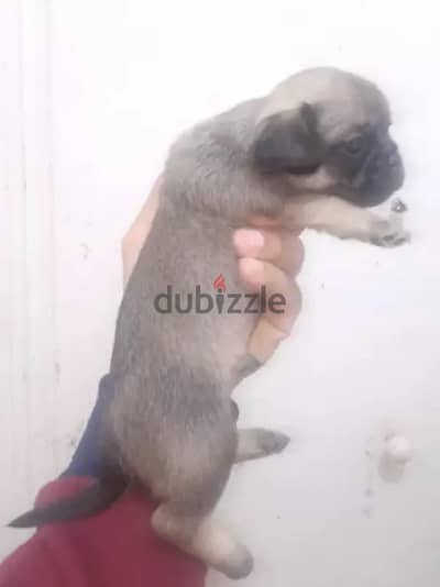 جرو pug  بيور  45  يوم