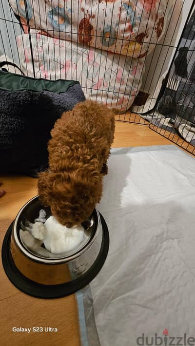 Toy poodle puppies top quailty