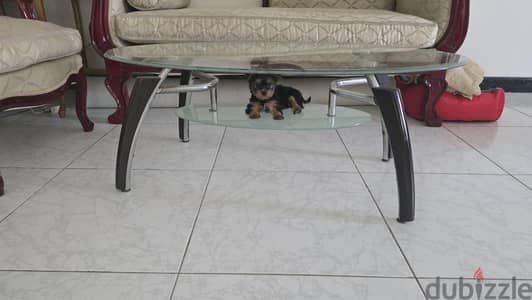 كلب يوركشاير لعبي وكيوت Yorkshire Terrier puppy
