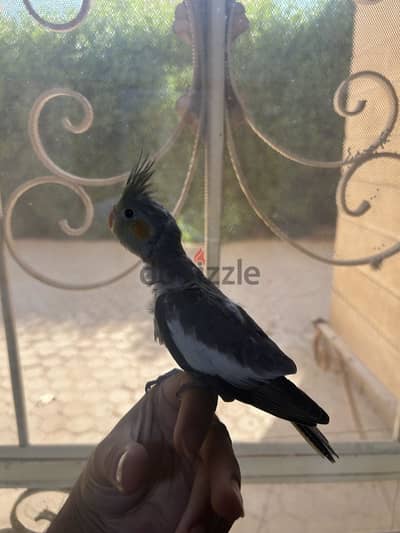 زغاليل كوكتيل حبشي