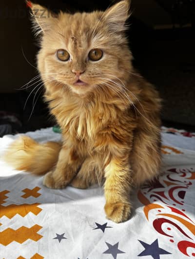 Cat for Adoption قطة للتبنى