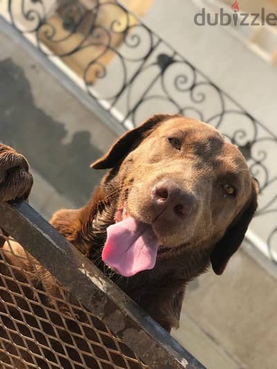  Chocolate Labrador for adoption