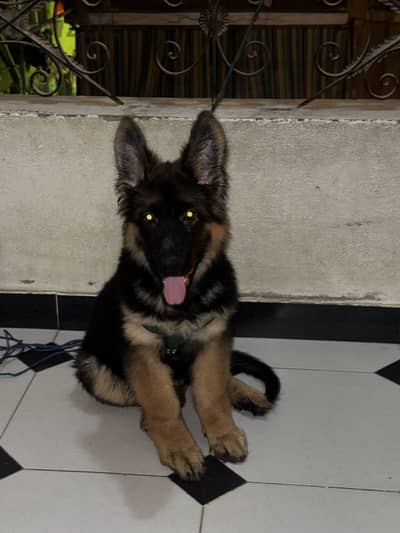 German shepherd