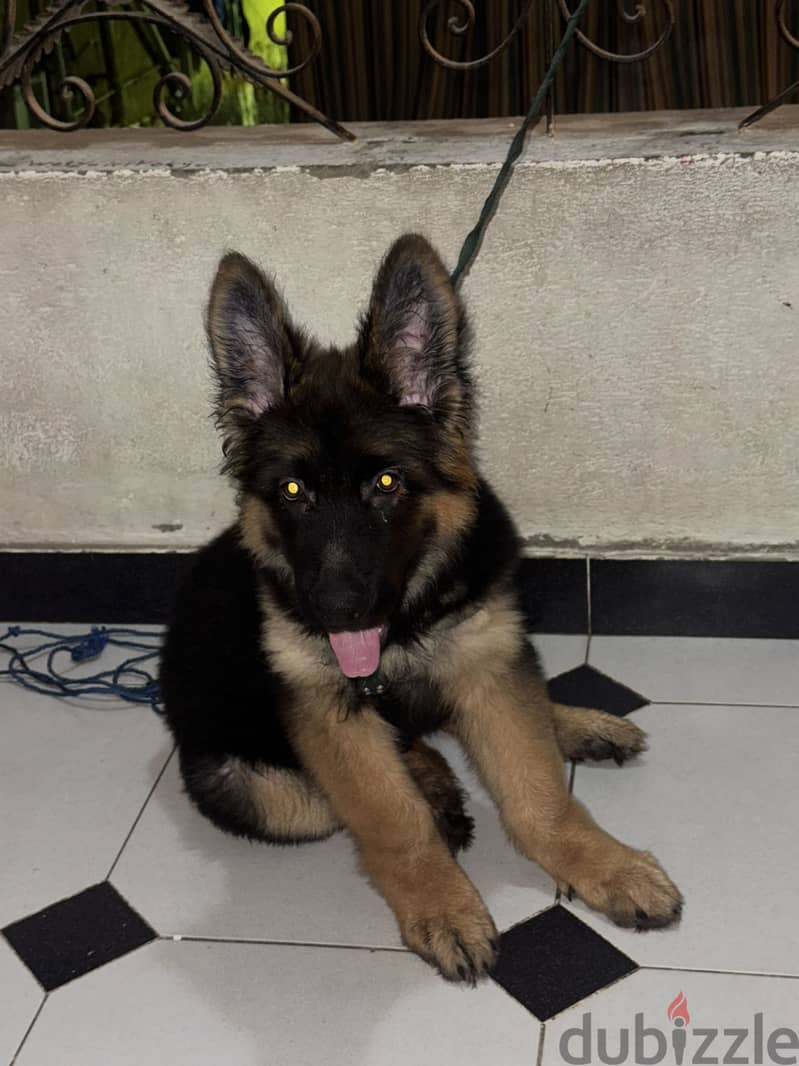 German shepherd 1
