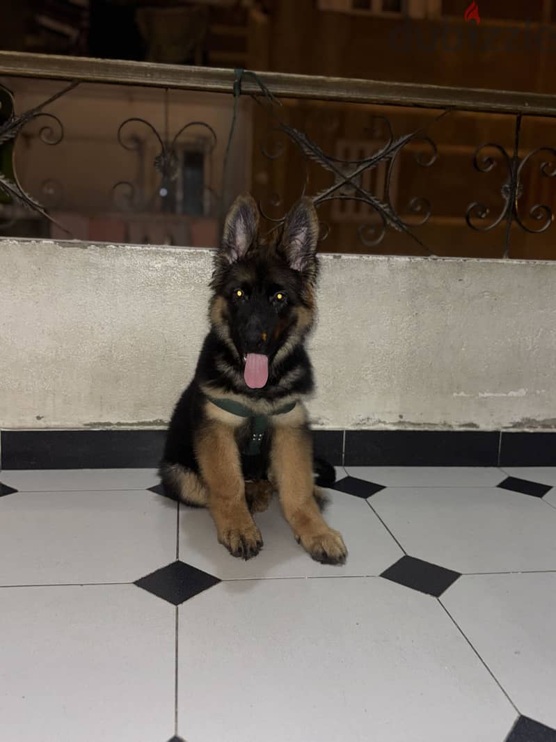 German shepherd 2