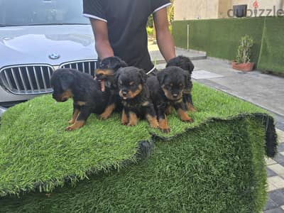 #ROTTWEILER PUPPIES READY FOR NEW HOMES