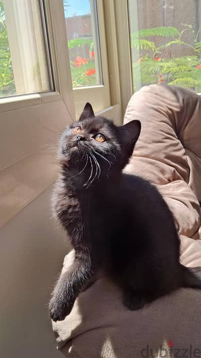 Scottish Fold and Straight Kittens