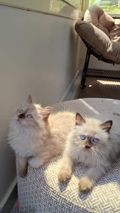 Ragdoll seal point Kitten راجدول